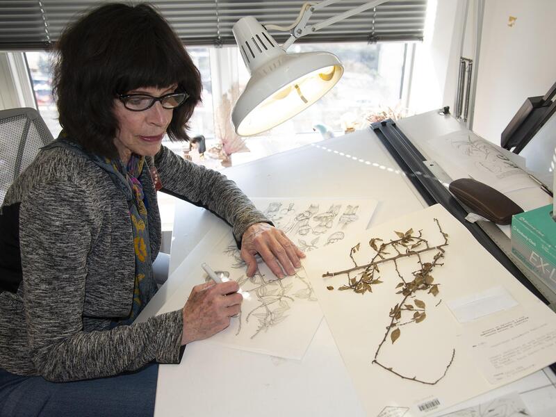 A photo of a woman sitting at a large desk. In front of her is a small branch, which she is drawing on another piece of paper. 