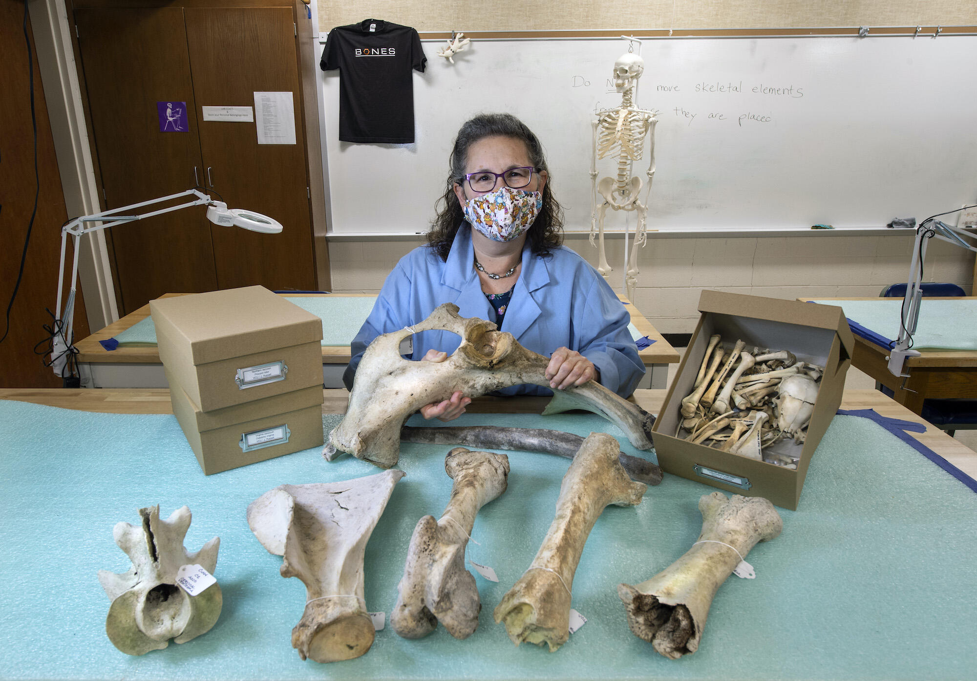 Tal Simmons with animal bones donated to VCU from the Search and Rescue Tracking Institute. 