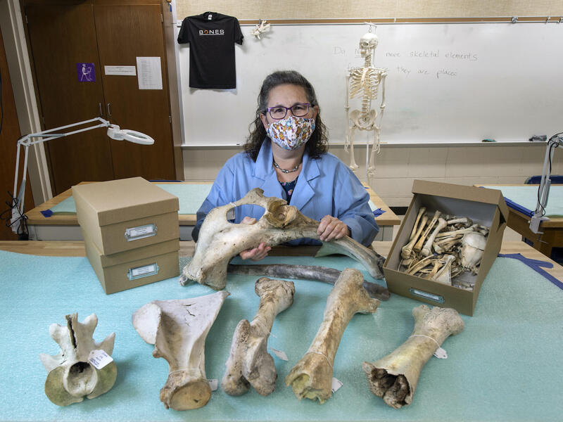 Tal Simmons with animal bones donated to VCU from the Search and Rescue Tracking Institute. 