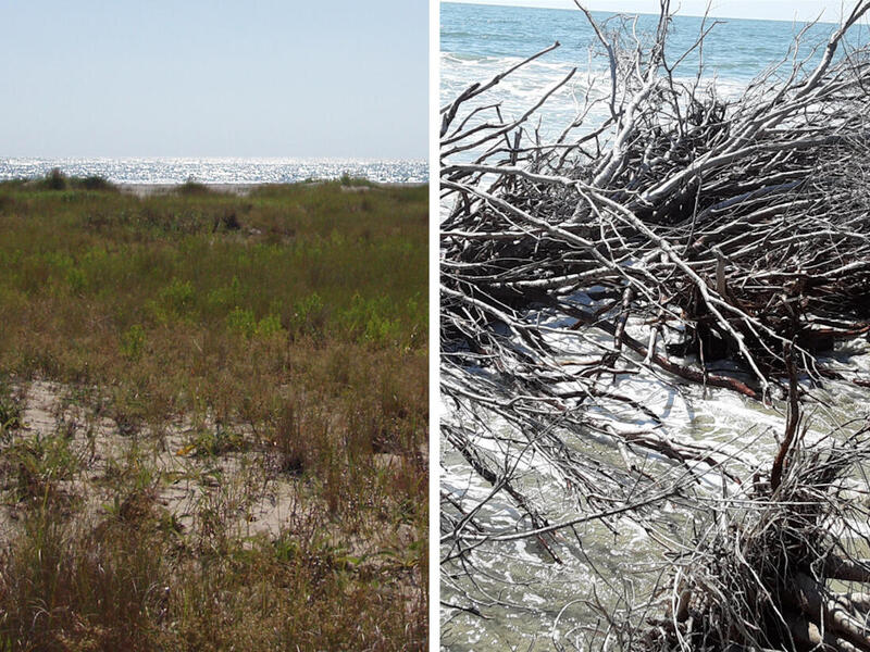 Hog Island, part of the Virginia Coast Reserve site, in 2004 (left) and 2020 (right).