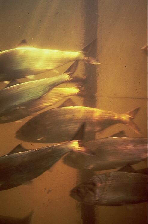 Six fish swimming in brown water. 