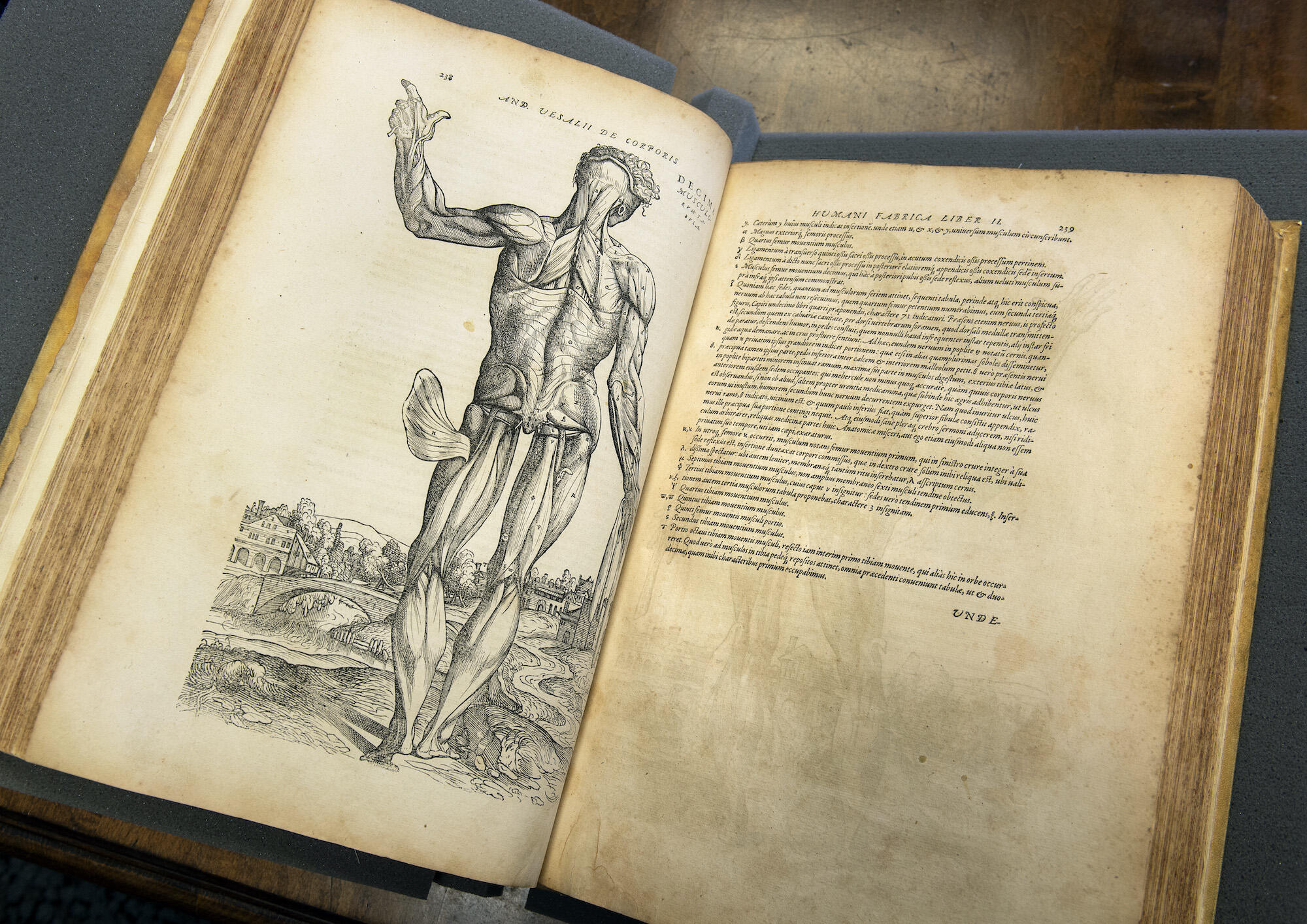 An illustration from \"De humnani corporis fabrica libri septum,\" a groundbreaking 16th century medical textbook by Andreas Vesalius now housed at the Joseph Lyons Miller Collection at VCU Libraries.