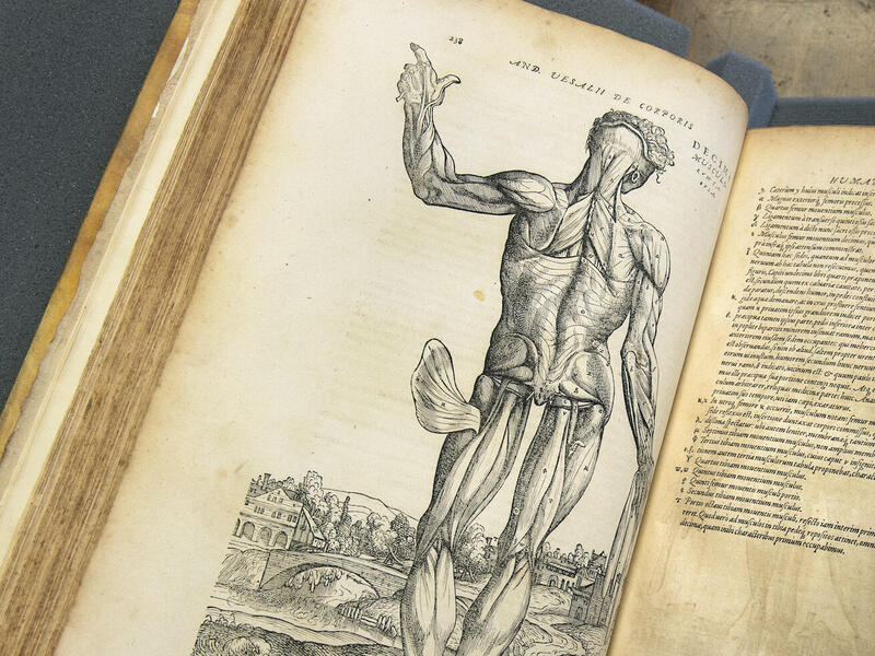 An illustration from \"De humnani corporis fabrica libri septum,\" a groundbreaking 16th century medical textbook by Andreas Vesalius now housed at the Joseph Lyons Miller Collection at VCU Libraries.