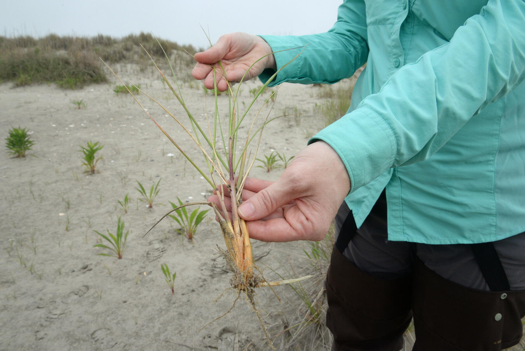 Julie Zinnert, Ph.D., director of the Coastal Plant Ecology Lab, displays a sample of Ammophila, a beach grass that builds dunes that protect islands such as Virginia's barrier islands. The grass is being pushed out as a species of shrub is now spreading year-round instead of dying out, thanks to climate change. (Photo by Brian McNeill, University Relations)