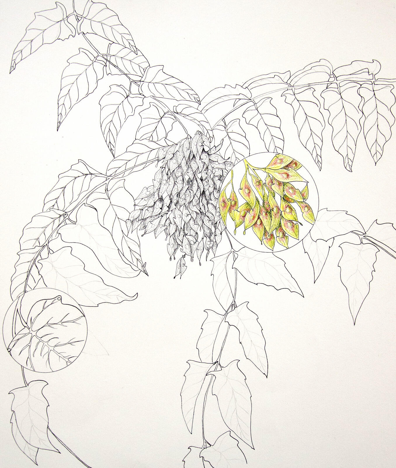Ailanthus altissima, Or "Tree-of-Heaven," is an invasive plant that can be found in the James River Park System. Drawing by Judy Thomas, Ph.D.