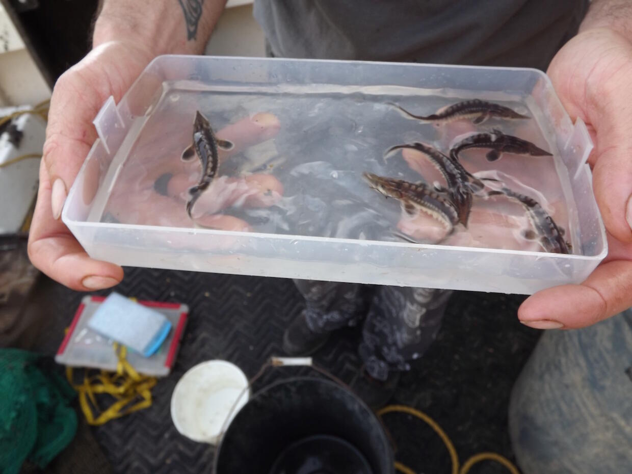 Rice Rivers Center researchers display baby sturgeon they discovered in the James River.