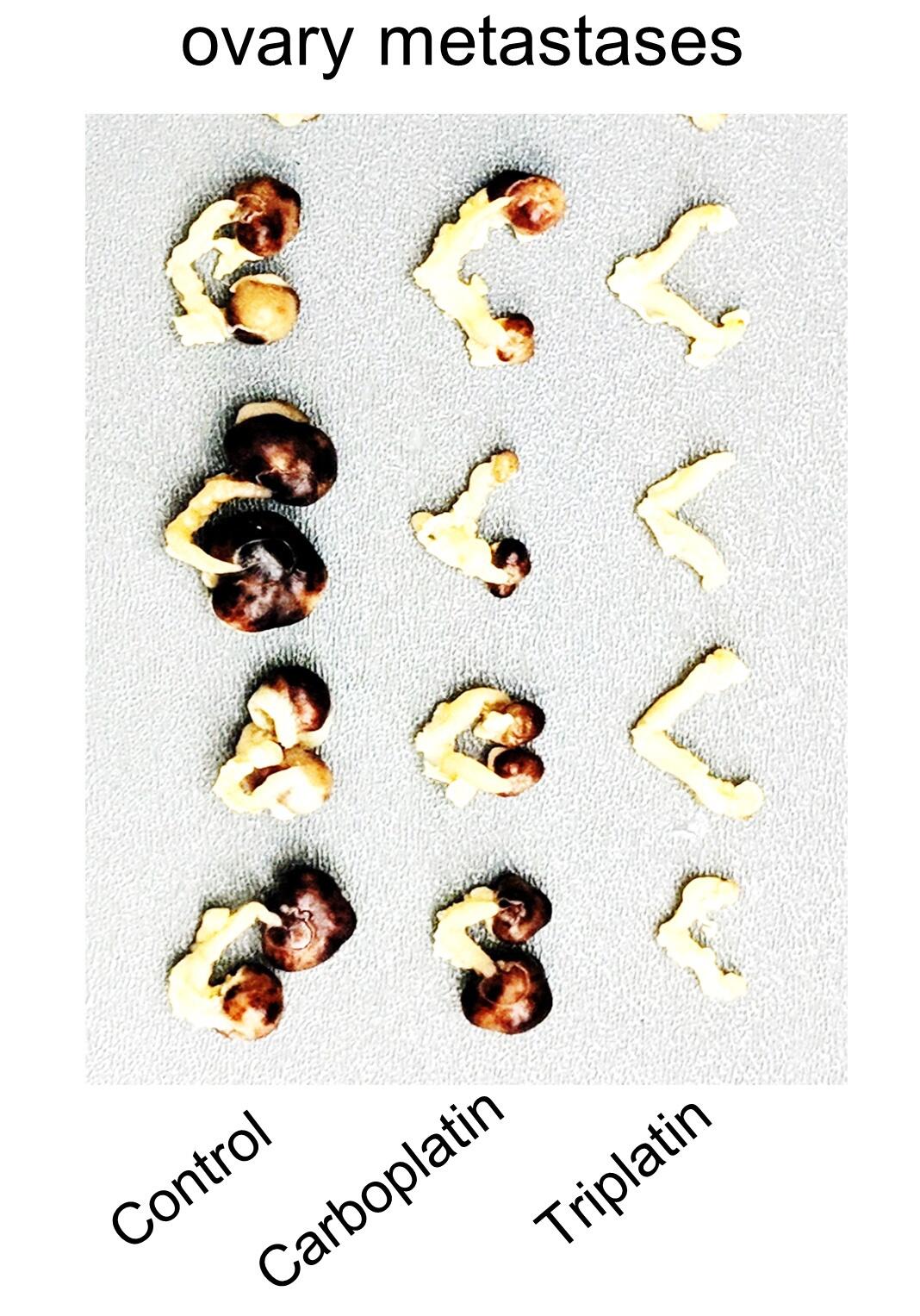 For mice with triple negative breast cancer and high sGAG levels, triplatin prevented metastasis to the ovaries, even for animals whose cancer was resistant to carboplatin. Credit: Erica Peterson.