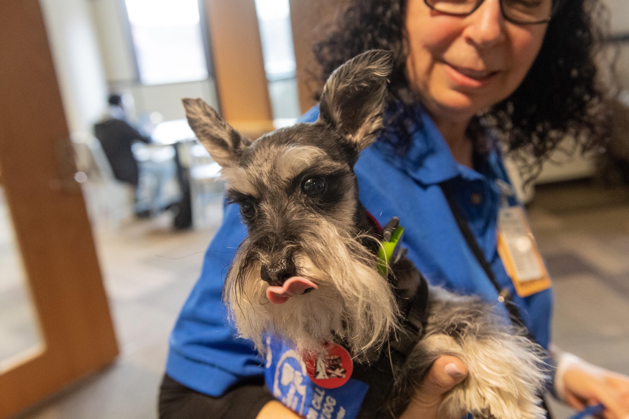 A therapy dog and its handler.