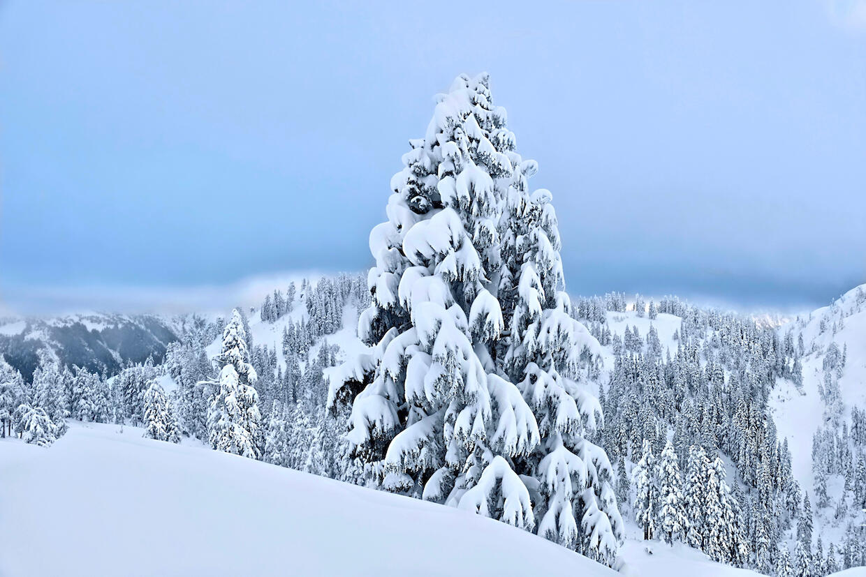 An evergreen tree covered in snow.