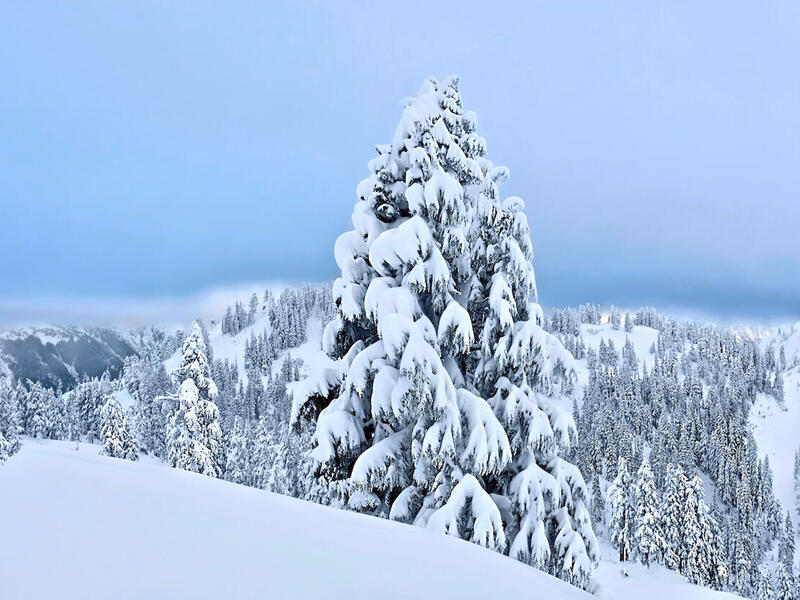 An evergreen tree covered in snow.