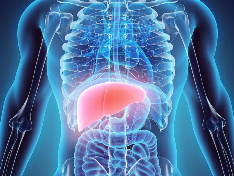 medical illustration of a human liver 