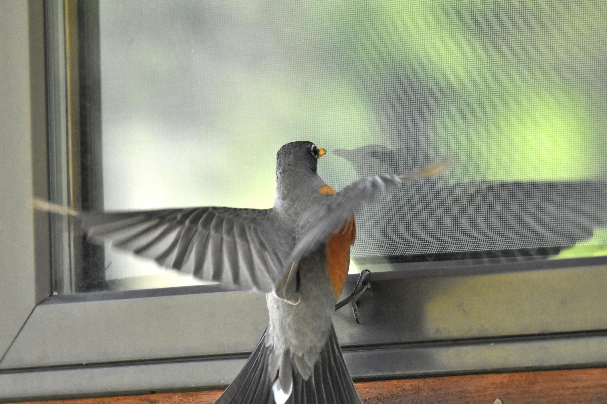 A photo of a bird with it's wings extended next to a window