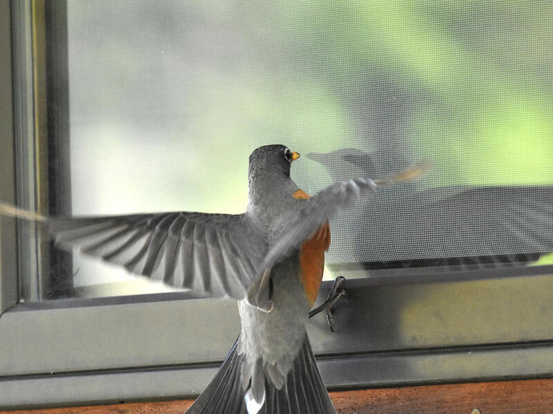 A photo of a bird with it's wings extended next to a window