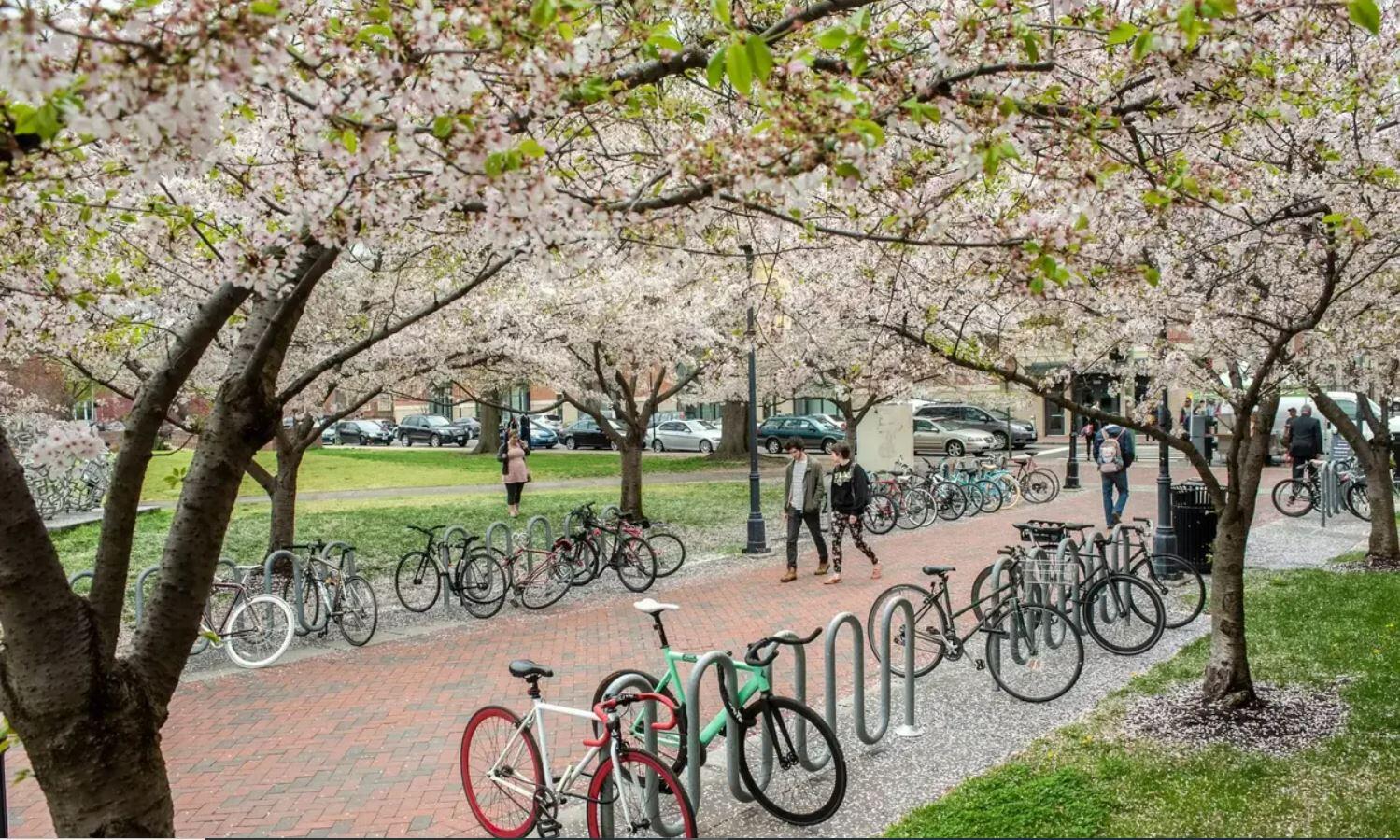 A photo of bikes parked in front of blooming cherry blossom trees. 