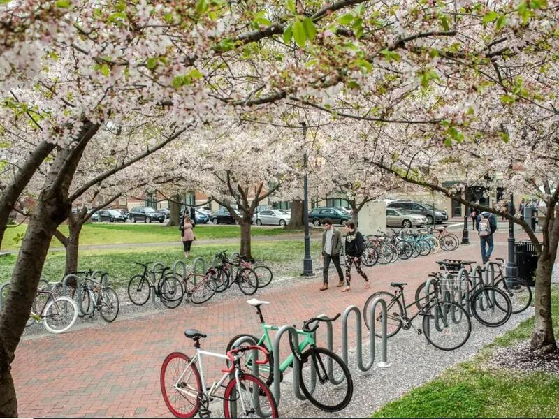A photo of bikes parked in front of blooming cherry blossom trees. 