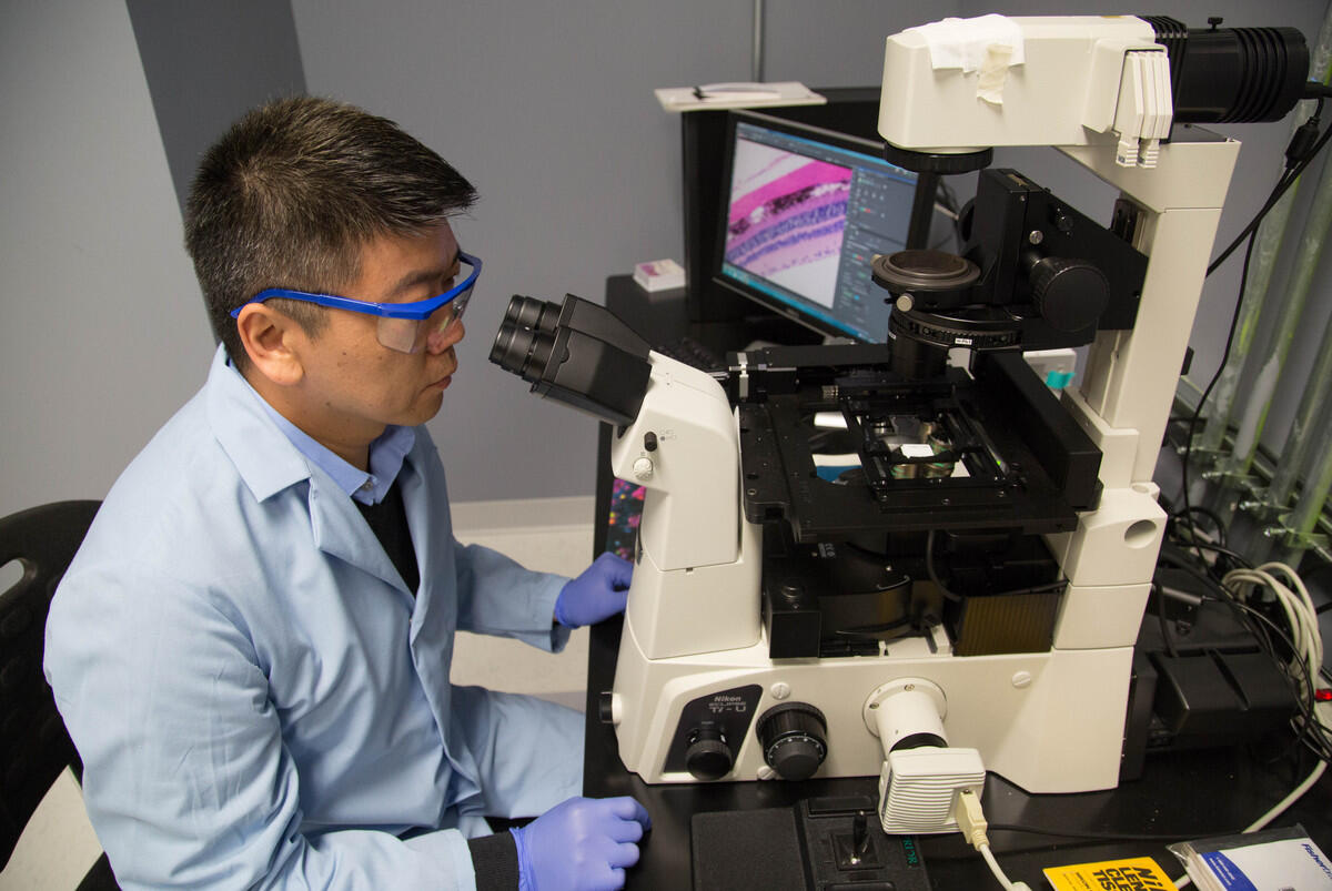 Hu Yang using a microscope.