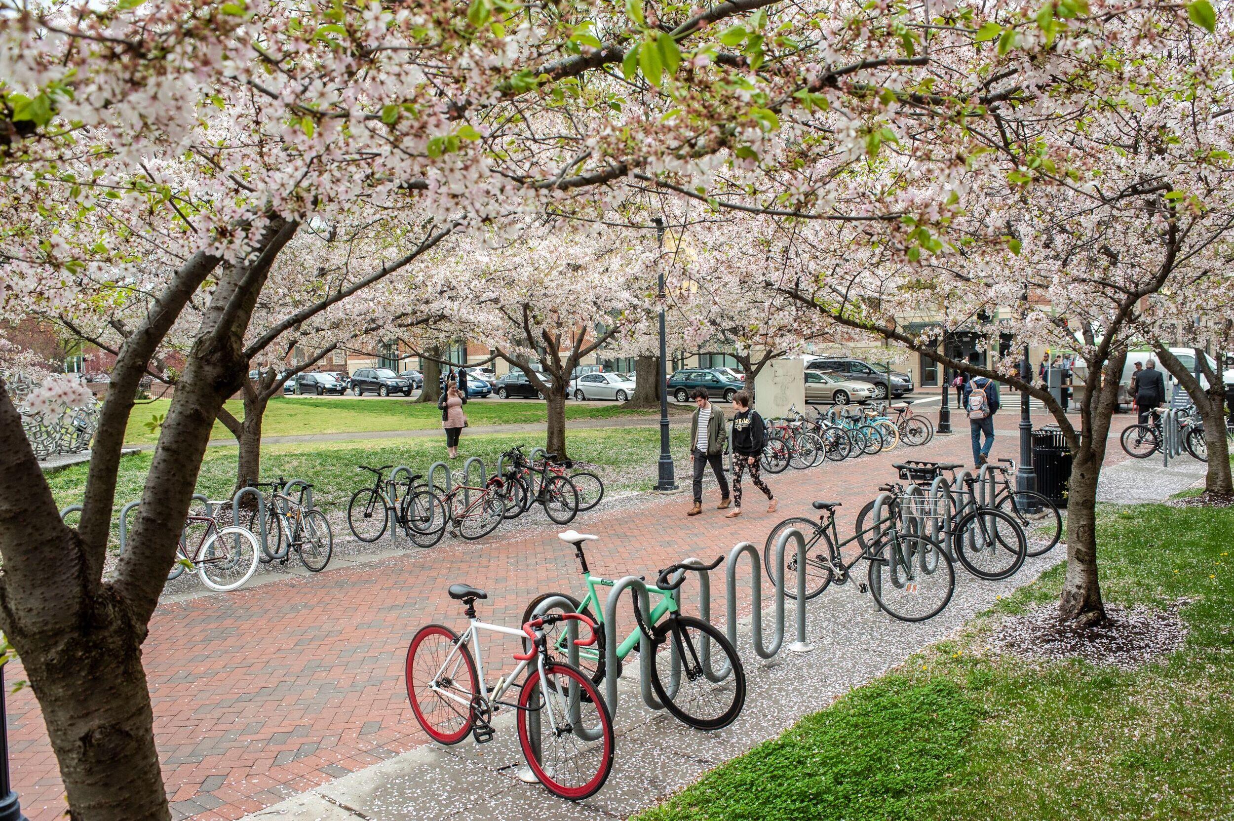 People walk down a campus walkway lined with trees and bike racks.