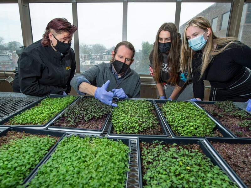 Professor John Jones and students working with beds of microgreens.