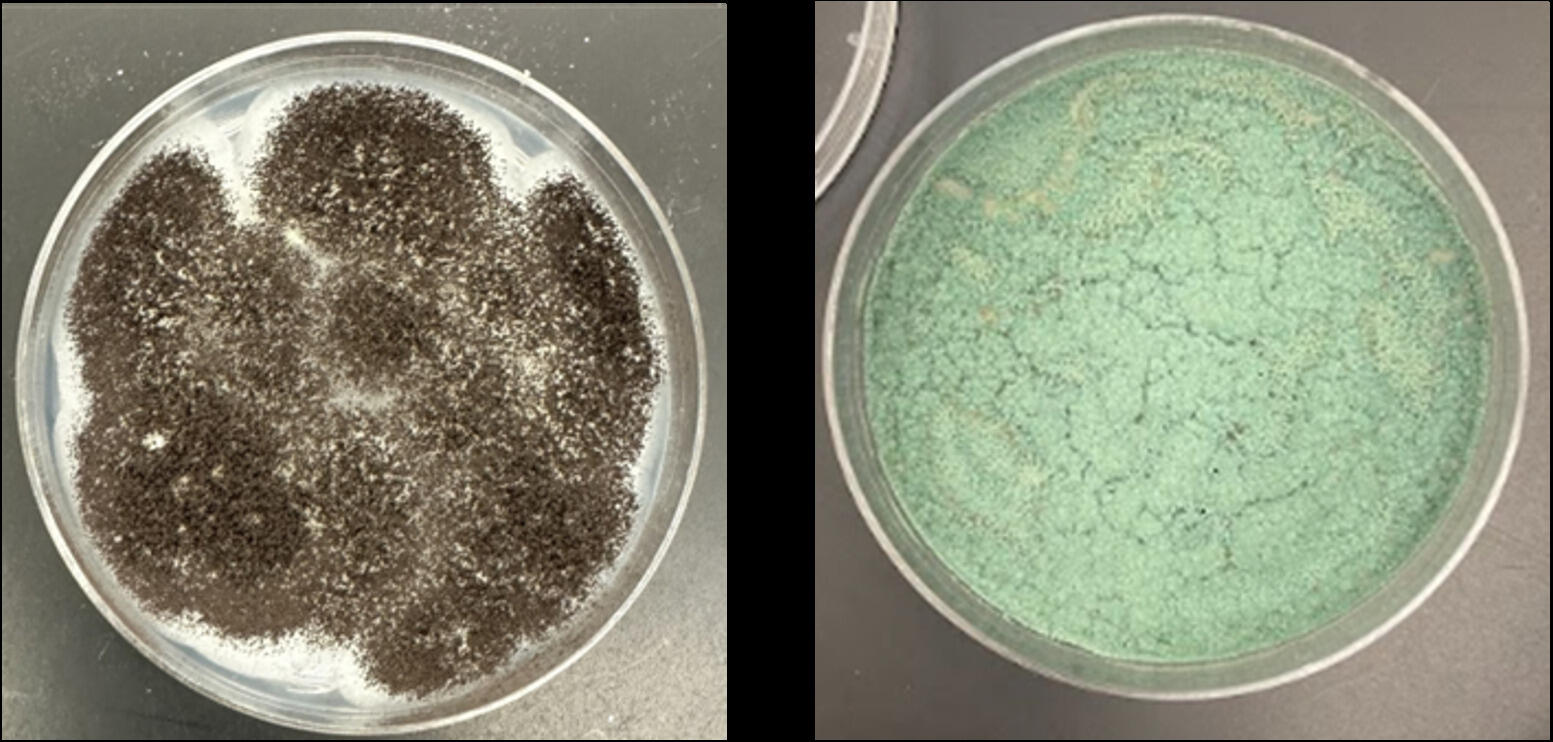 Two photo of petri dishes shide by side. 