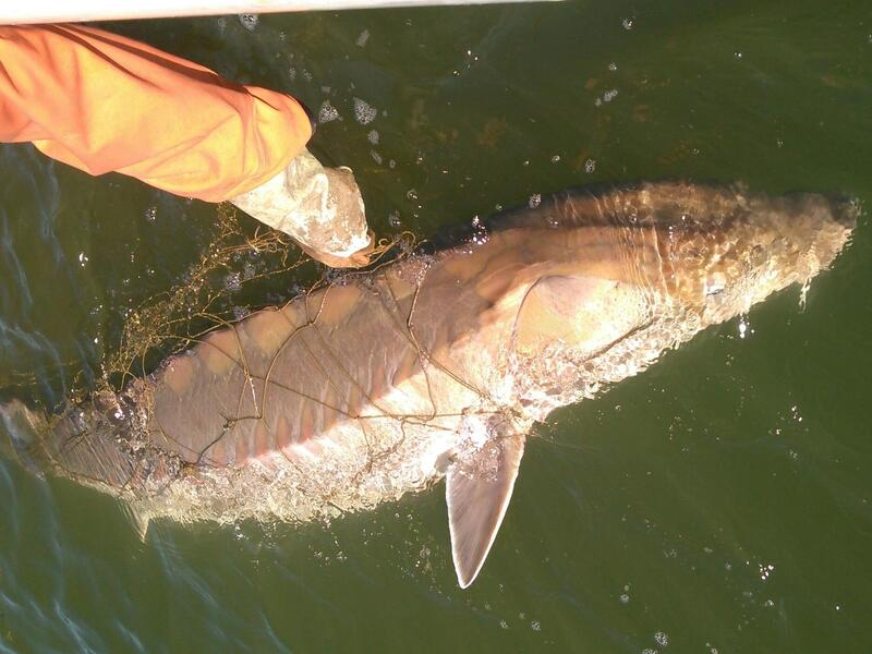 A sturgeon fish in the water