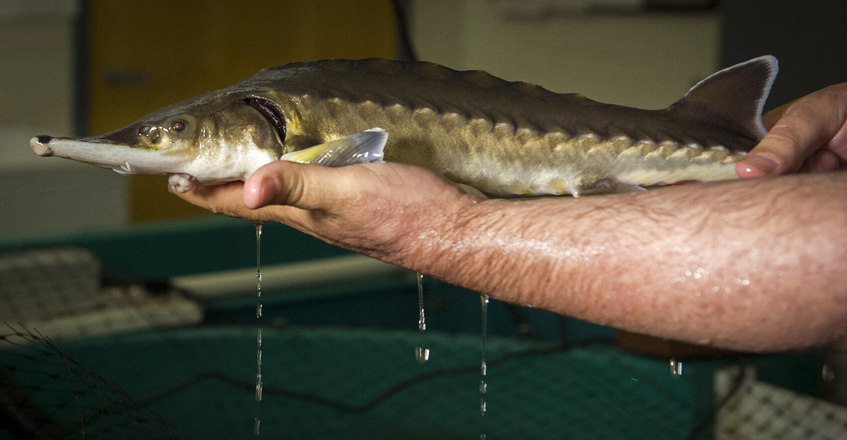  A juvenile sturgeon receives a belly rub from his Sturgeons on Call handler.