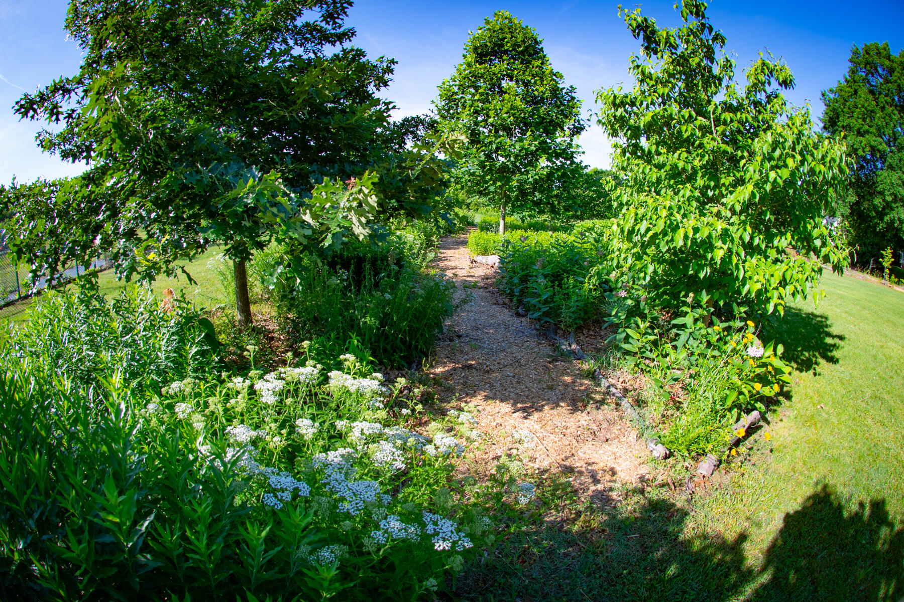 A photo of a garden with trees, grass, shrubs, and some white native flowers. 
