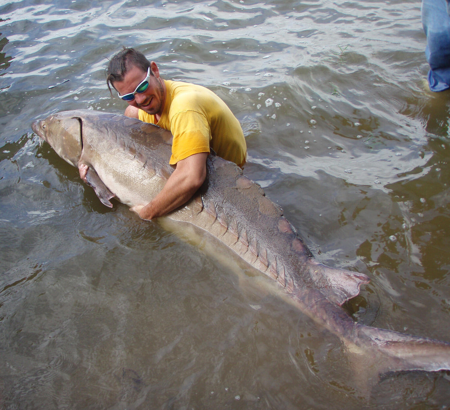 Though giant, sturgeon are a docile and even huggable fish.
