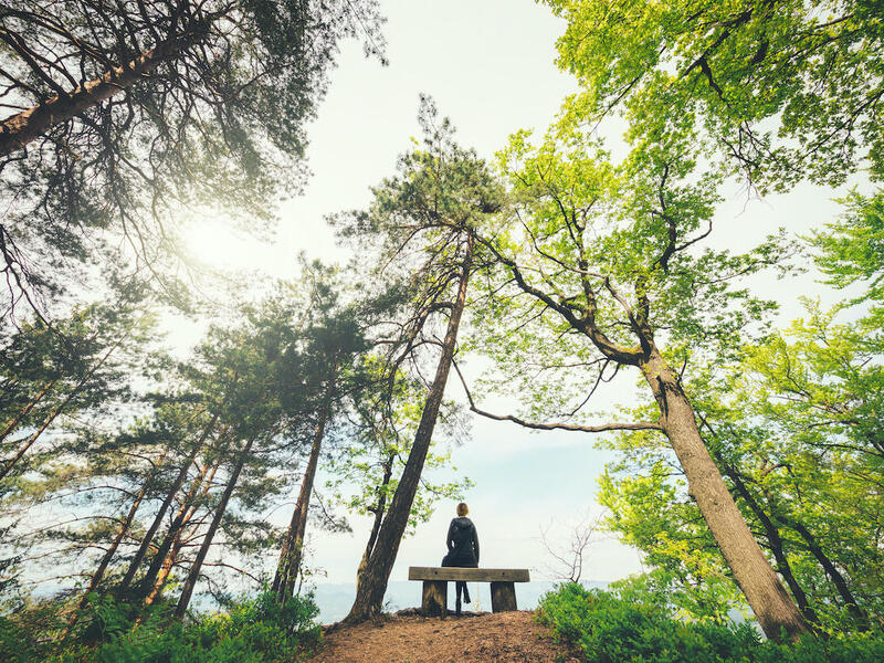 A person sits on a bench in the forest and looks up at the trees