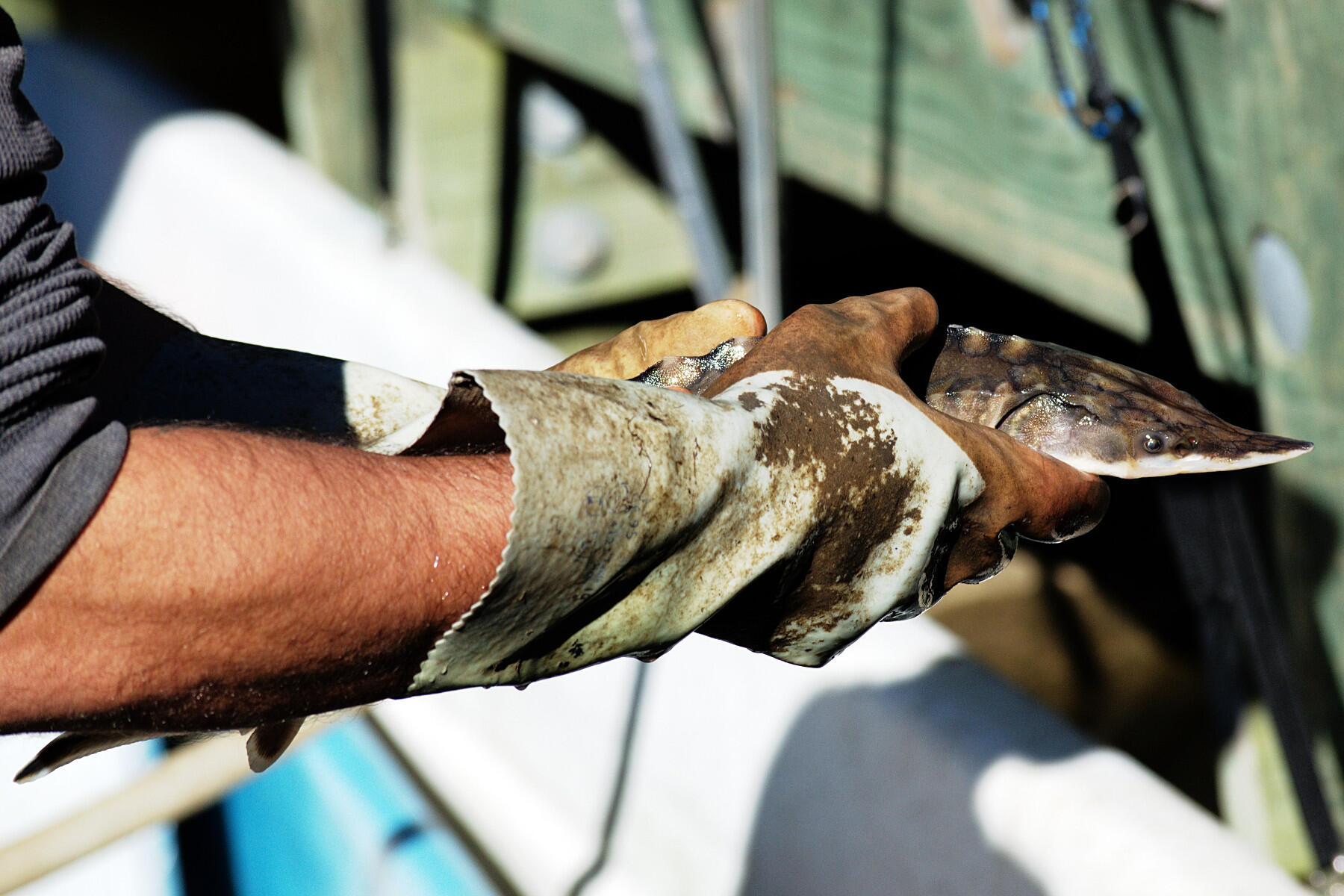 Matt Balazik, Ph.D., holds a juvenile sturgeon. (Photo by Ron Lopez)