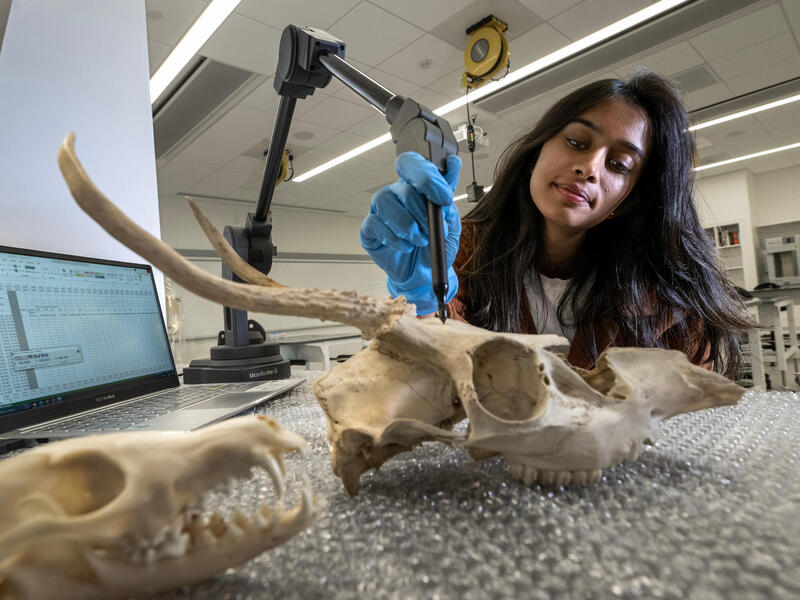 A woman scans replicas in a classroom.