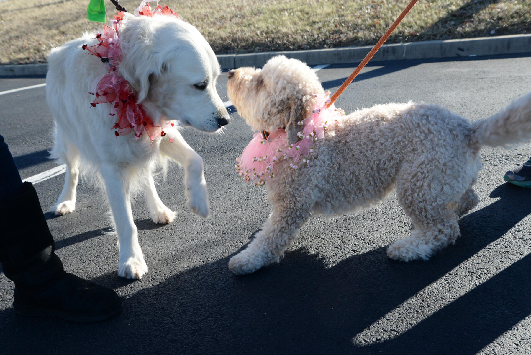 Wrigley Wilcox and Ellie West.