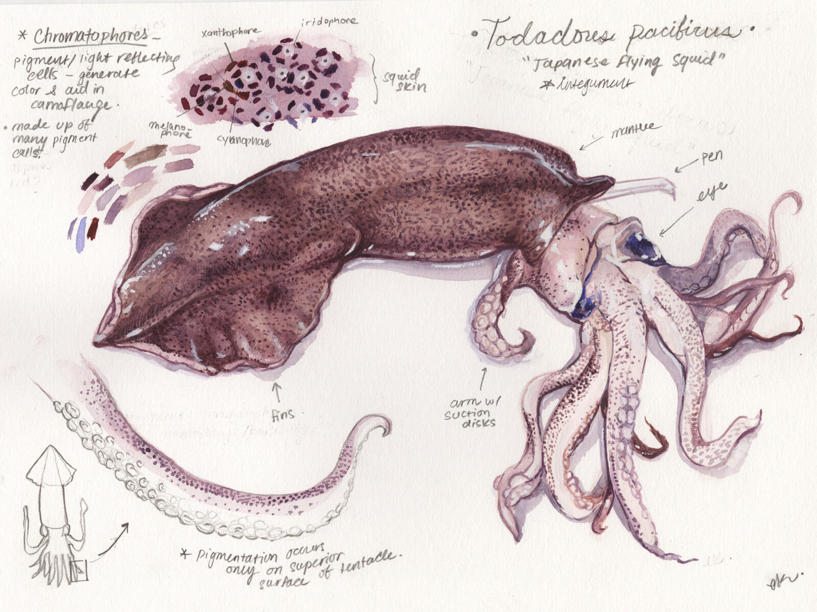 This illustration of a Japanese flying squid was created by VCU student Lohitha Kethu, a senior in the School of the Arts. 
