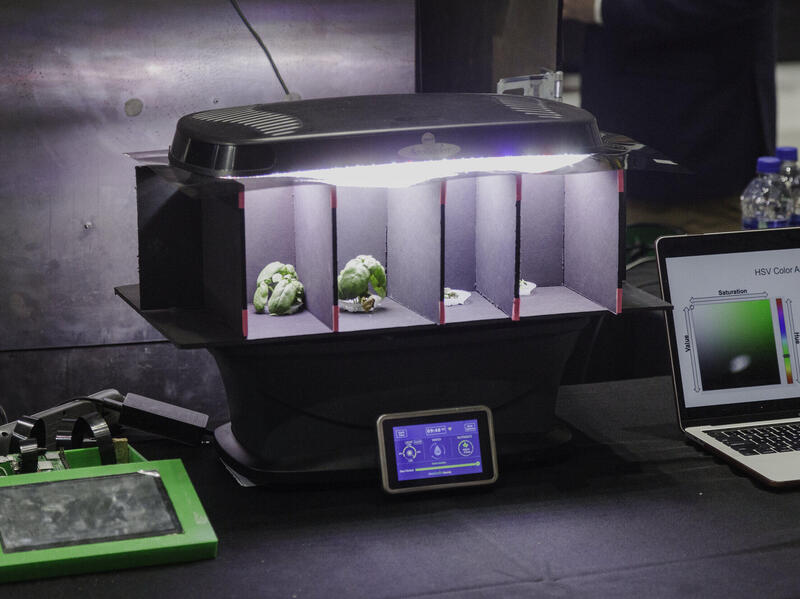 A lit up box with four sections, the left two of which have small plants with leaves 