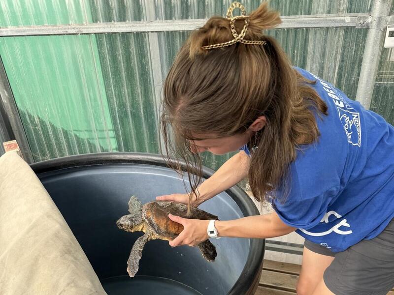 A photo of a woman placing a turtple in a black tub filled with water. 