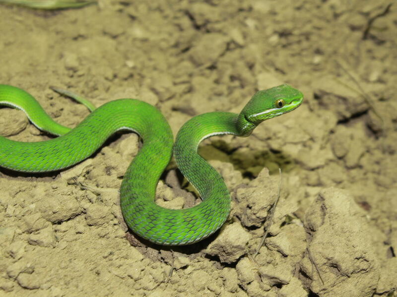 A photo of a green snake. 
