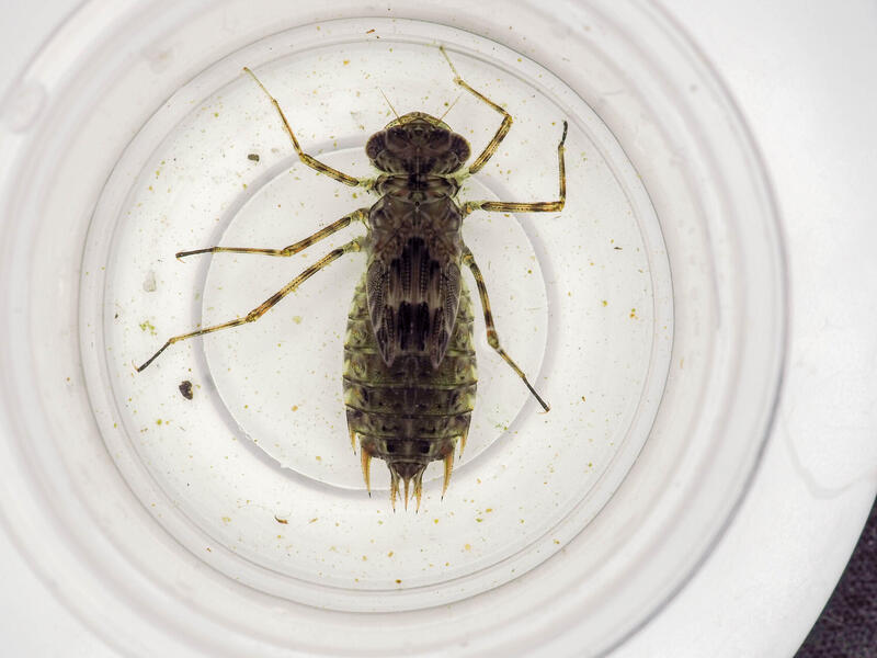 A photo of a mosquito under a telescope 