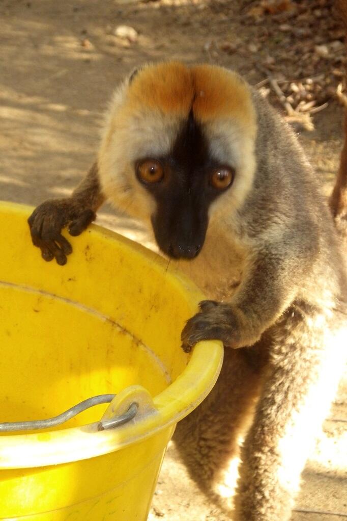 Red-fronted brown lemur - conspicuous around camp. The species has “Near Threatened” status on the International Union for Conservation of Nature Red List of Threatened Species.