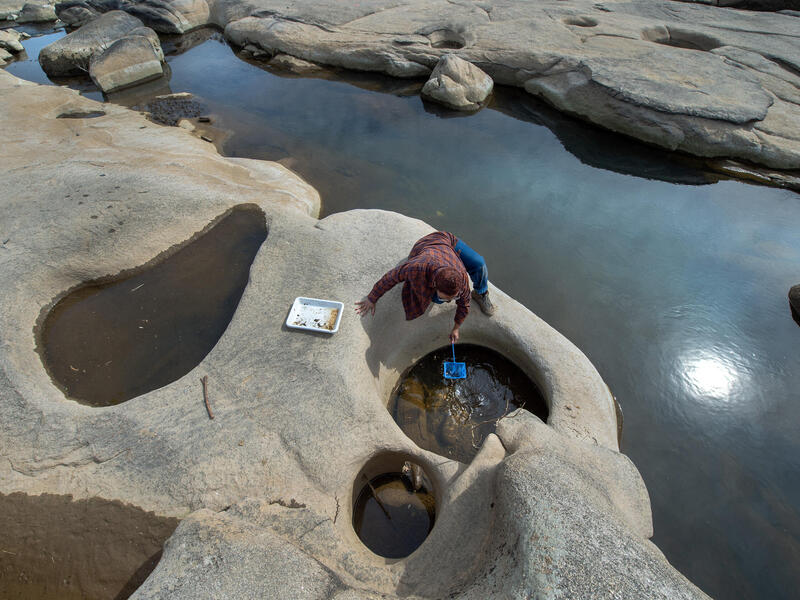 A photo of a person sitting on a rock leaning over a rock pool with a blue net. 