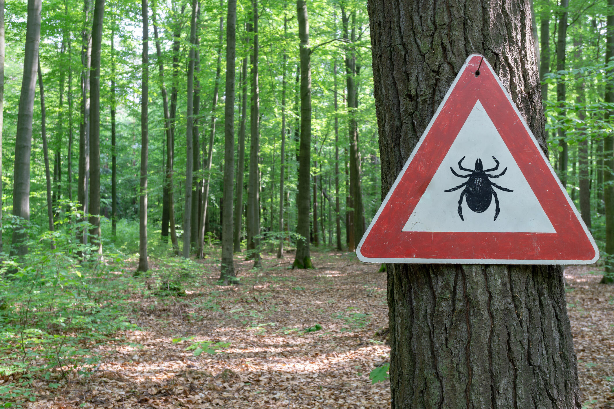 A warning sign indicating a tick presence in a forest hangs on a tree.