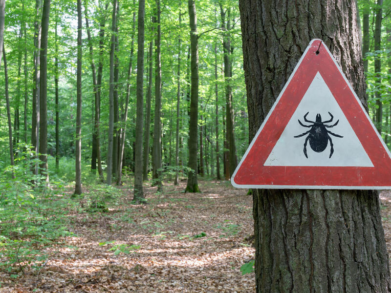 A warning sign indicating a tick presence in a forest hangs on a tree.