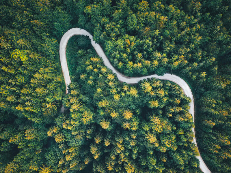 A forest of trees and a road as viewed from above.