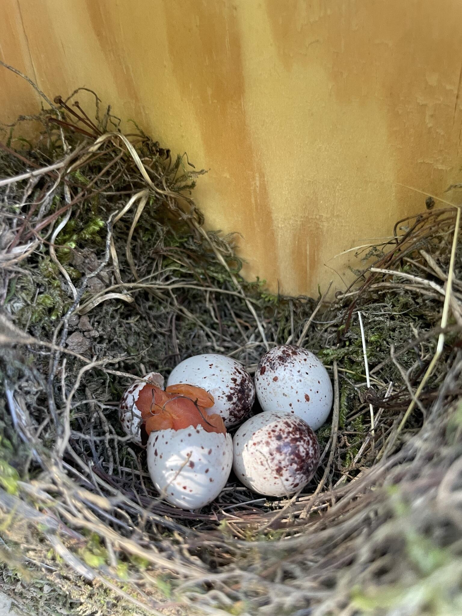 A photo of a bird hatching from a egg in a nest. There are three other eggs next to the hatching egg. 