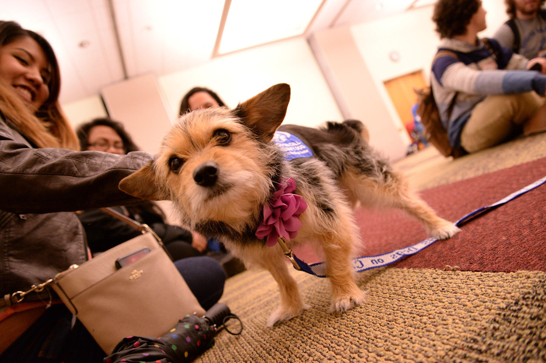 Students visit with Bella, a Dogs on Call therapy dog, relax during a Paws for Stress session Tuesday, March 15 at the University Student Commons. 
<br>Pat Kane, University Public Affairs