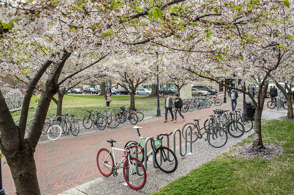 A photo of cherry blossom trees blooming on either side of a brick sidewalk. People are walking down the sidewalk. There are also bike racks with bikes on them on either side of the sidewalk. 