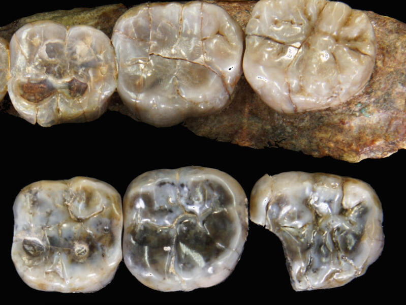 A photo of fossilized teeth. 