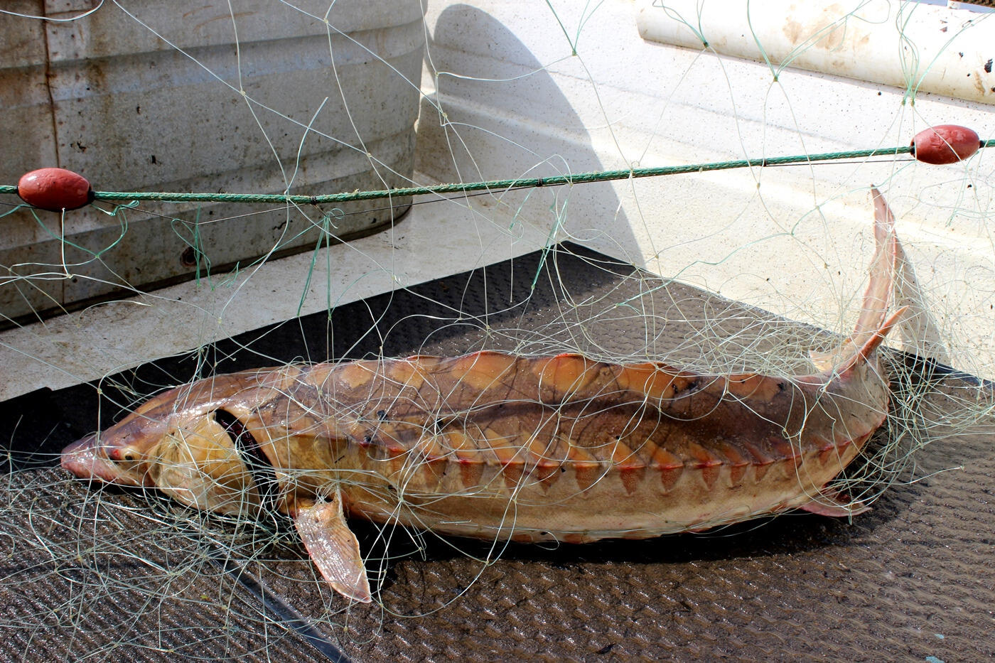 A sturgeon found by Matt Balazik, Ph.D., appears gold in color. “The most beautiful fish I have ever seen.” Typically, Balazik has observed two colors of fish – some darker, some lighter. He hypothesized that the ones that are darker could be those that sit on the bottom of water column; and those up high are lighter. Photos courtesy of Matt Balazik, Ph.D./VCU